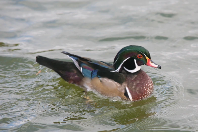 a duck with a colorful beak swims in the water