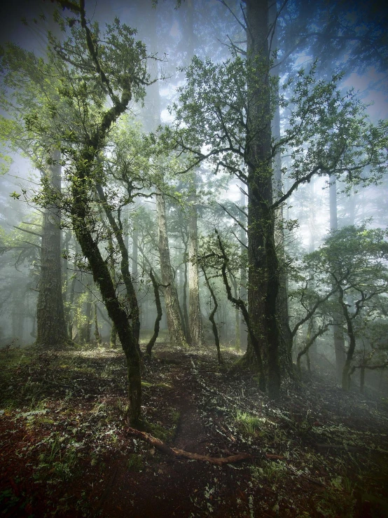 an eerie image of a forest in the woods