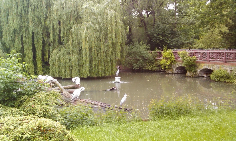 some birds and people in some water and bridge