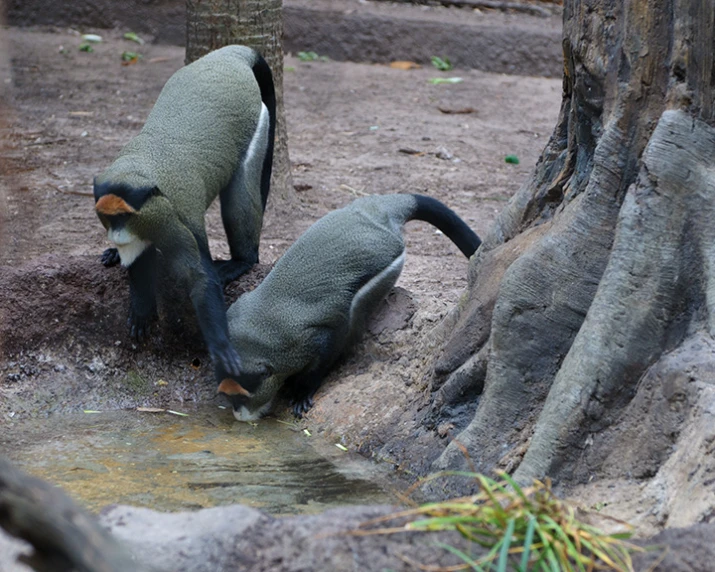 two large, gray animals drinking from a river