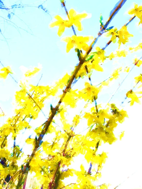 bright yellow flowers that grow in front of the sky