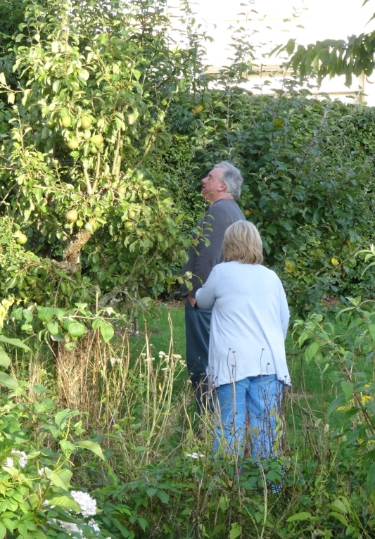 two people looking up at a plant with lots of leaves