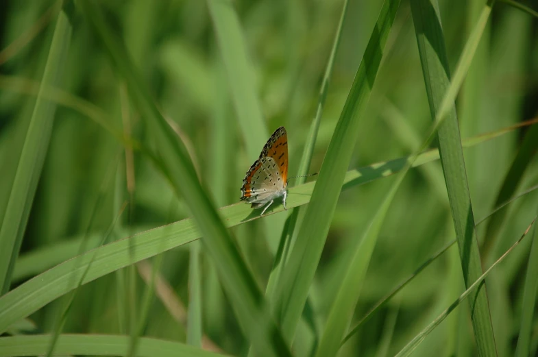 a small erfly perched on top of some green grass