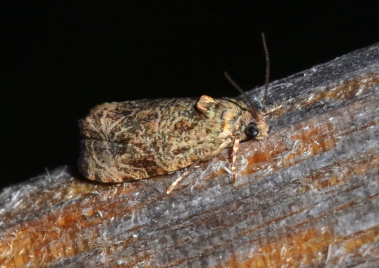 a yellow moth is sitting on a brown wooden