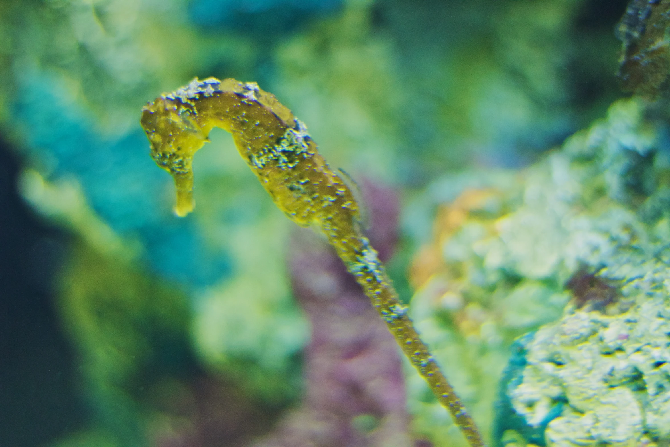 sea horse sea weed, in some type of coral