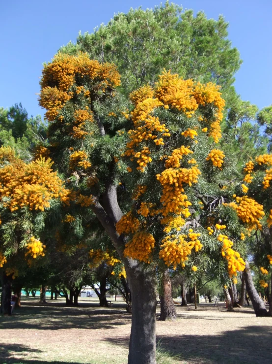 yellow flowers hang from the trees in an open field