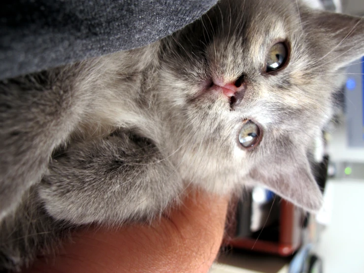 grey kitten lying on top of someones lap