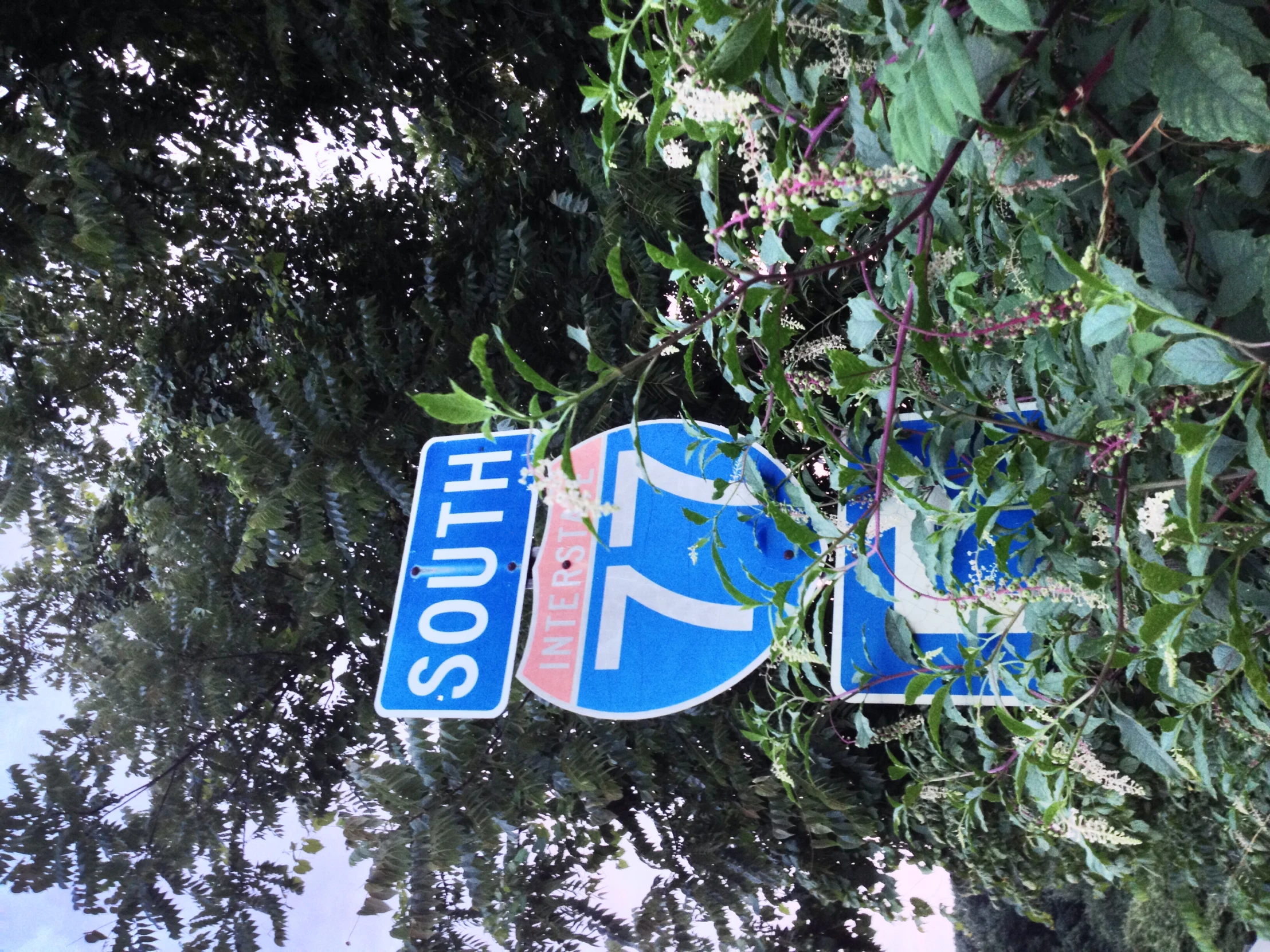 the road sign for south street is clearly visible from a bush