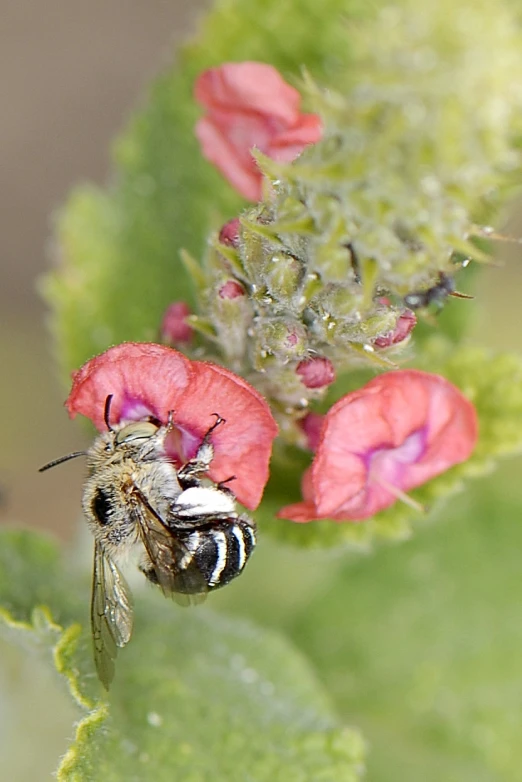 the fly is on top of a pink flower