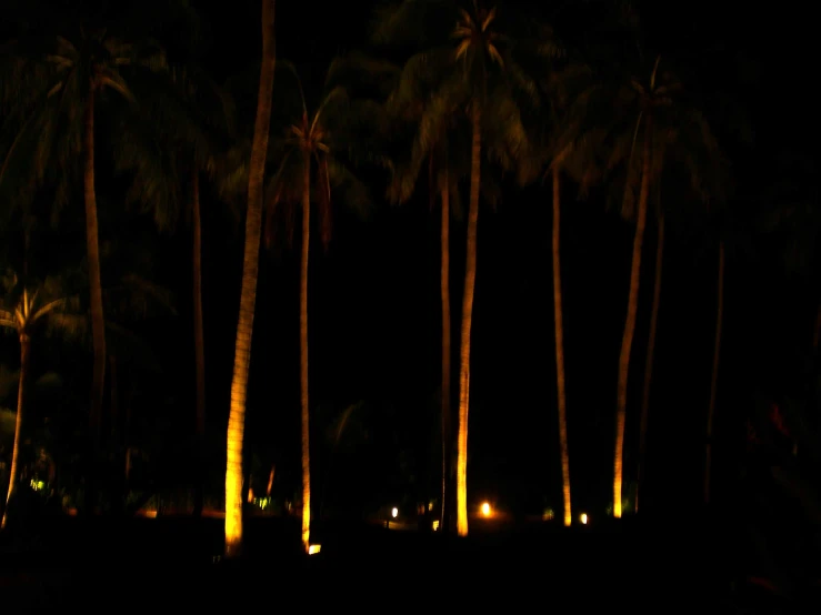 the palm trees are illuminated at night with streetlights