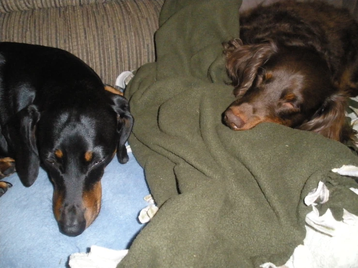 a dachshund and a wire haired dachshund sleeping on a couch with blankets over it