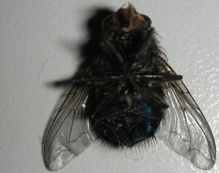 there is a blue - tipped fly hanging upside down