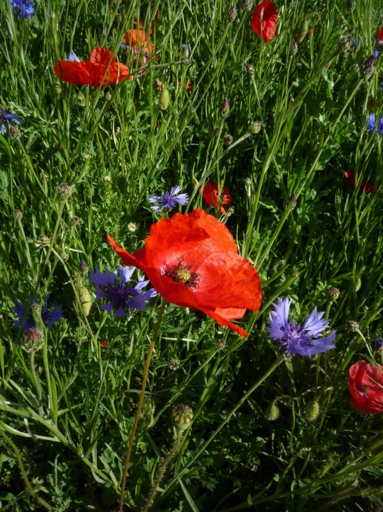 there is a bee on the flowery red piece