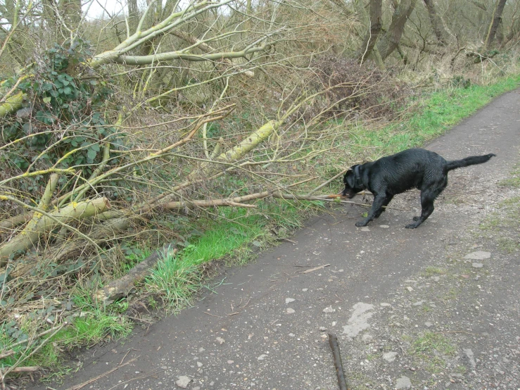 a large black dog standing on top of a path next to a forest