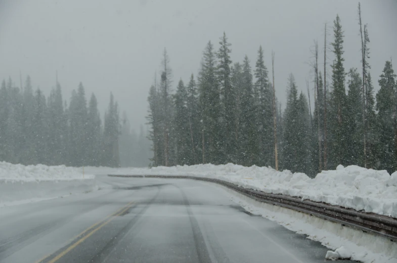 road surrounded by a thick of snow and trees