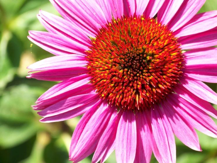 a purple flower with a yellow center that is growing