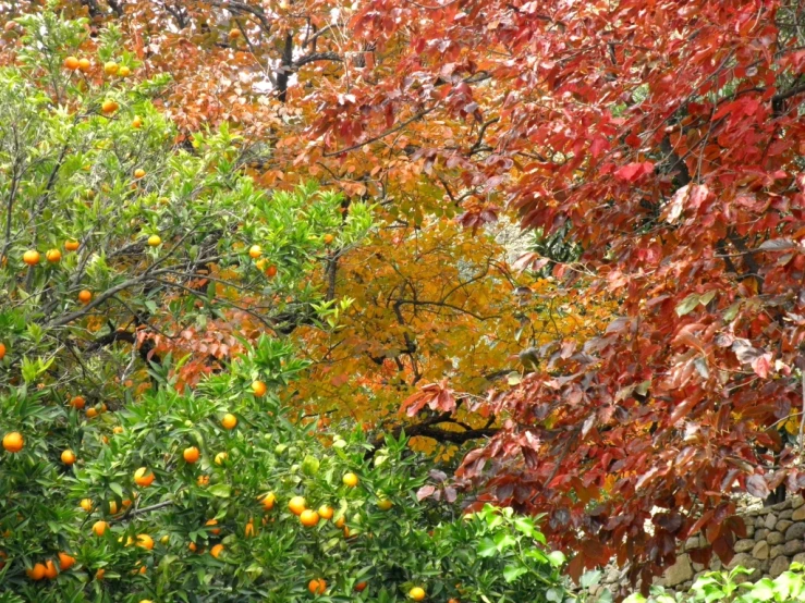 an orange tree in a garden next to many trees