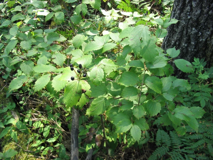 green leaves on a tree near a tree trunk