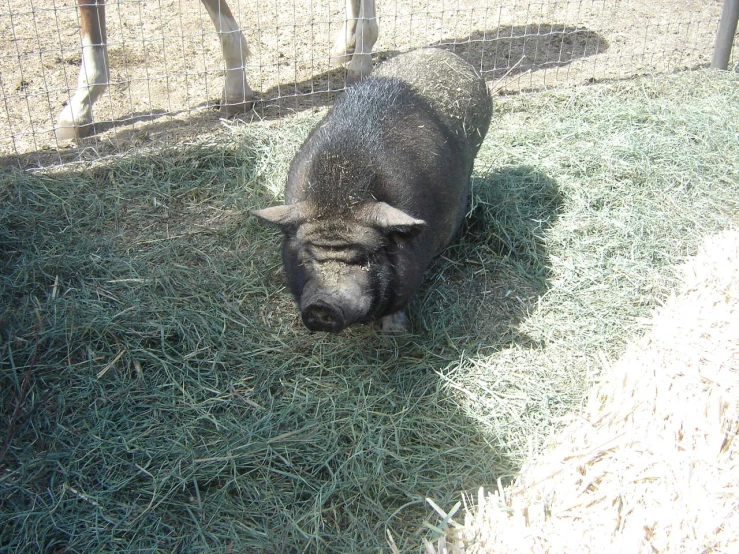 the sheep was eating grass in a pen