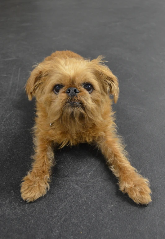 there is a small, fluffy dog lying down on the ground