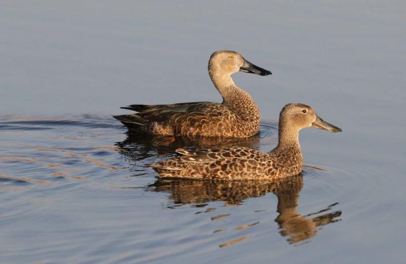 two adult ducks are swimming in the water