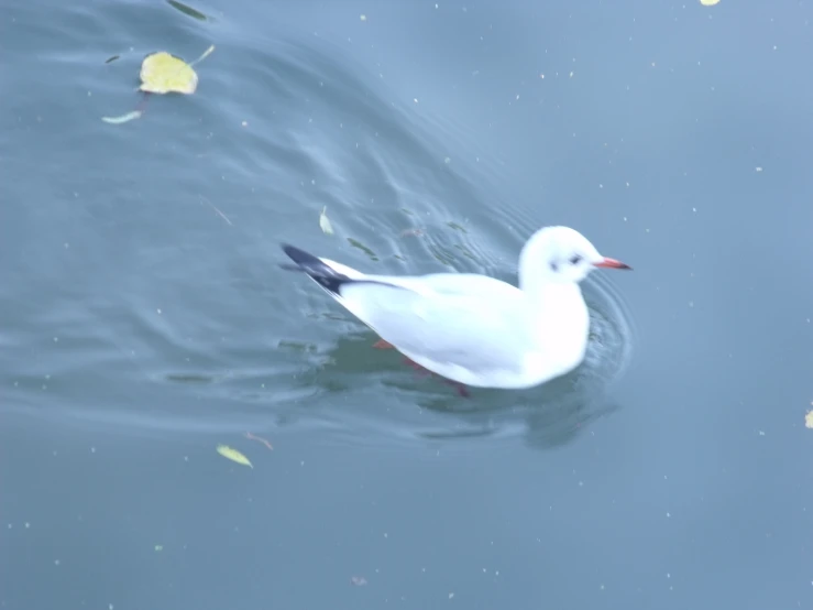 a duck is swimming on the water in the lake