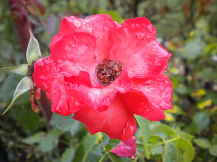 a red flower covered in rain with a lot of leaves