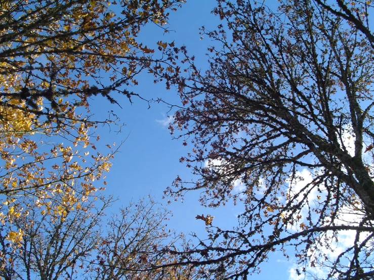 an image of an area that looks pretty with leaves