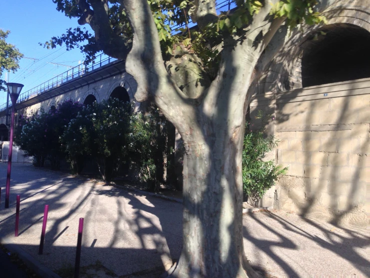 the shadow of a tree is seen on the pavement