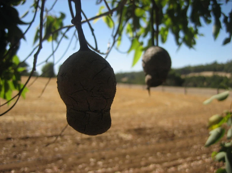 two strange objects hanging off of a tree