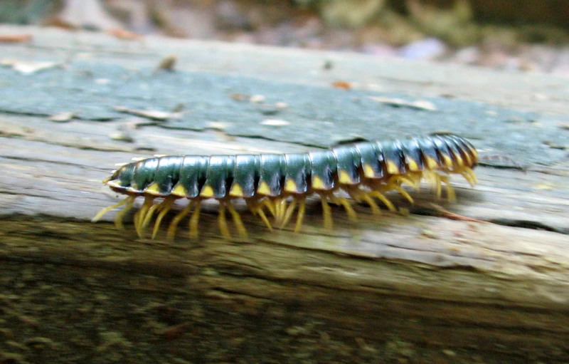 a long - legged insect sitting on a wooden slab