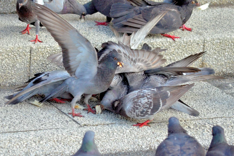 a number of birds on cement near one another