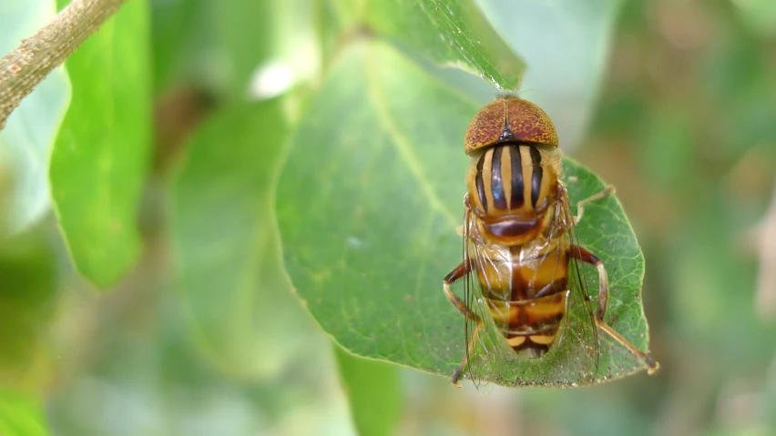 a small insect sits on a green leaf