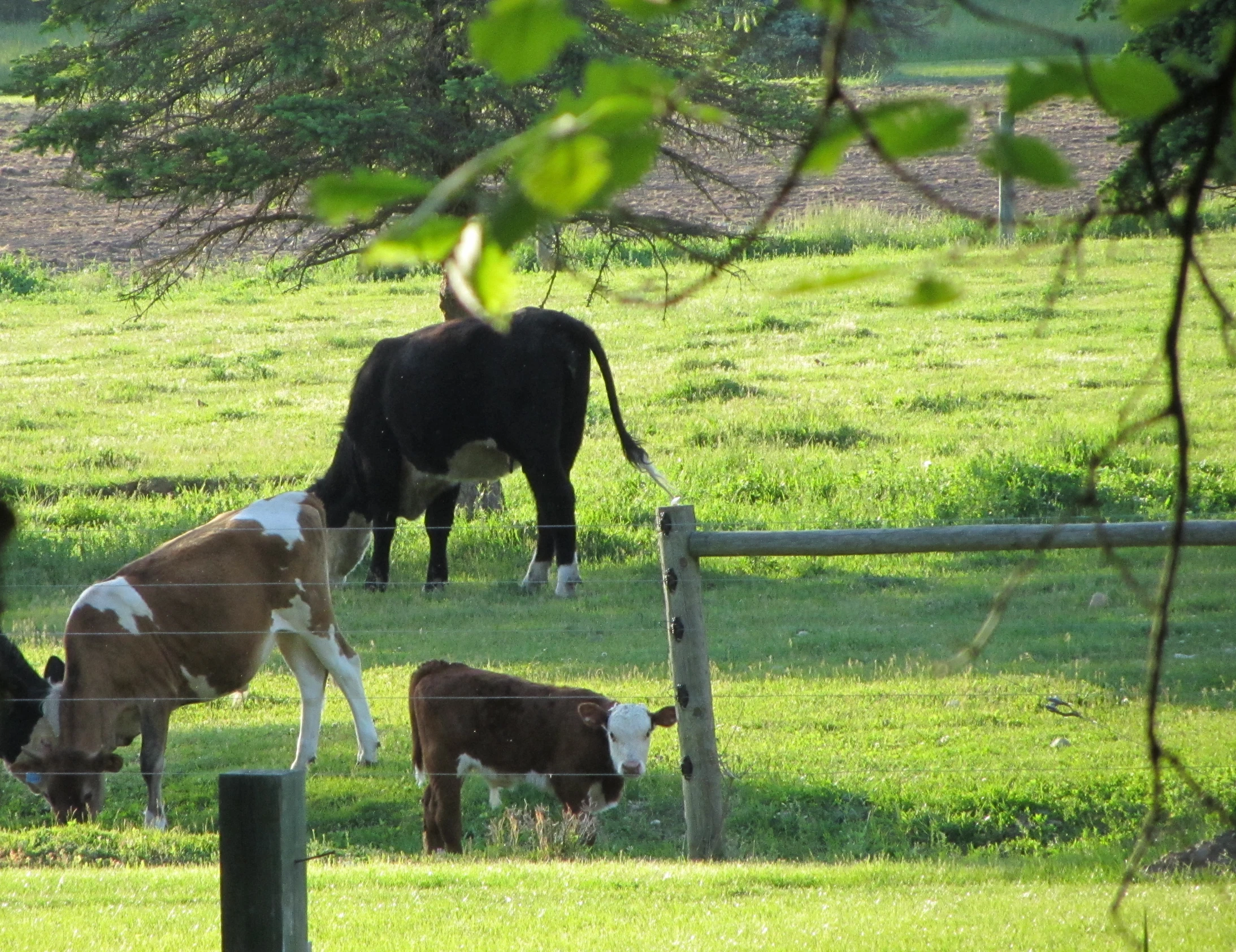 a couple of cows are eating grass by a fence