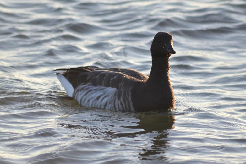 a duck swimming in the ocean during sunset