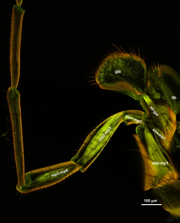 an image of a strange looking insect in the night