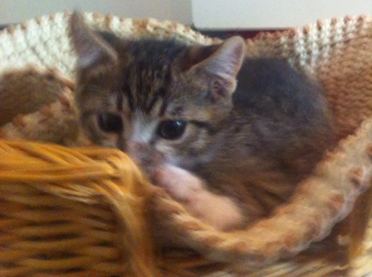 a little kitten sitting in a wicker basket