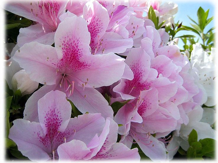 a close up of pink and white flowers