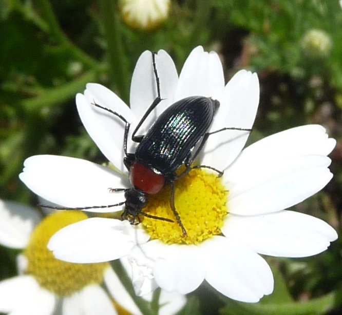 a green beetle on the tip of a flower