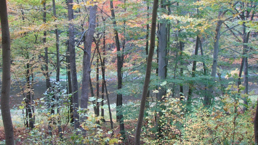 the forest is full of yellow and red trees