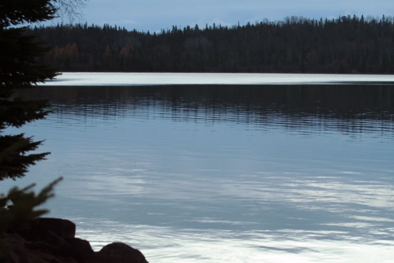 a lone tree nch is near a body of water