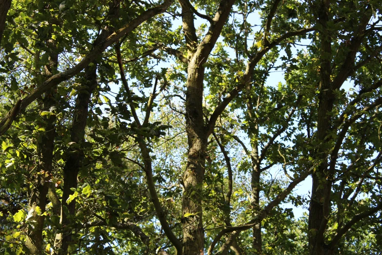 there are green leaves that cover the trees