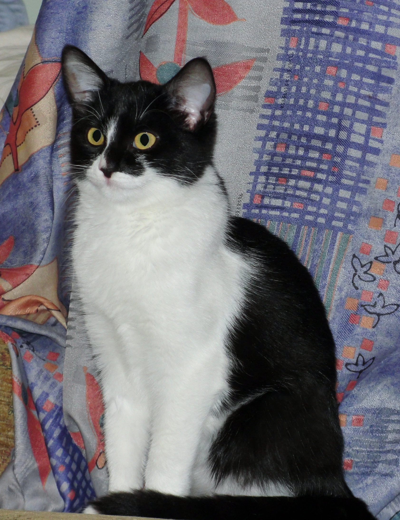 there is a black and white cat sitting on a chair