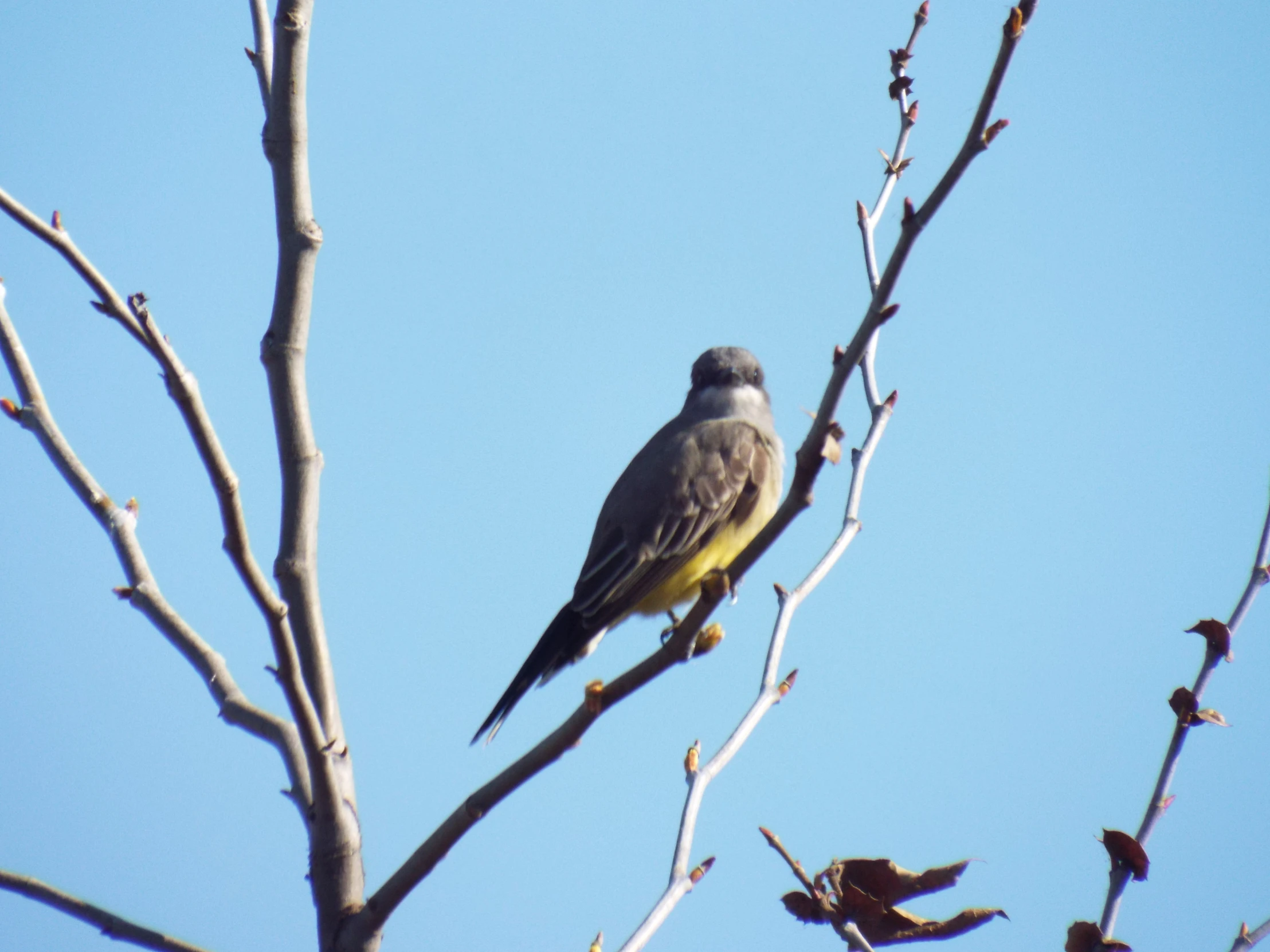 bird perched on a bare tree nch with leaf damage