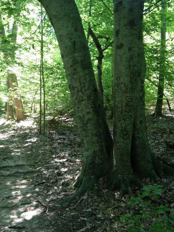 trees with green leaves and light shining on them