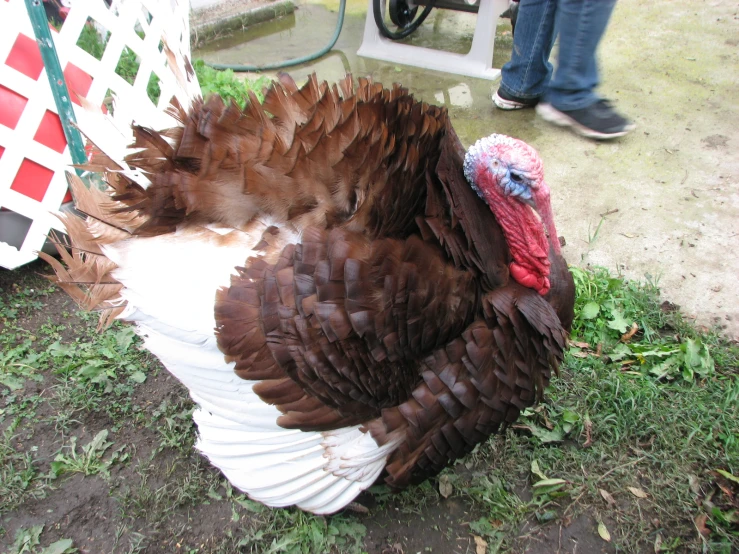 a large brown and white turkey laying in the grass