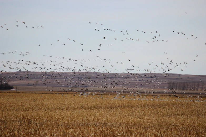 a large group of birds fly through the air