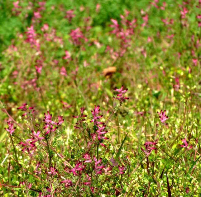 a very nice flowery area with pink flowers