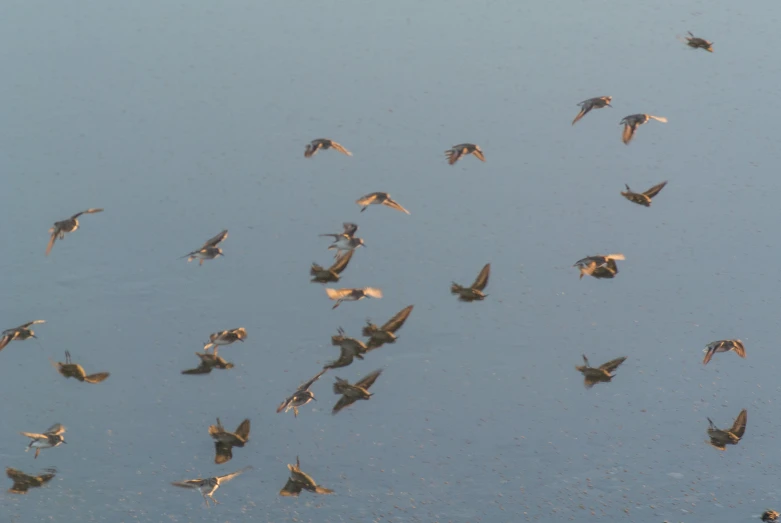 a flock of birds flying near each other on the water