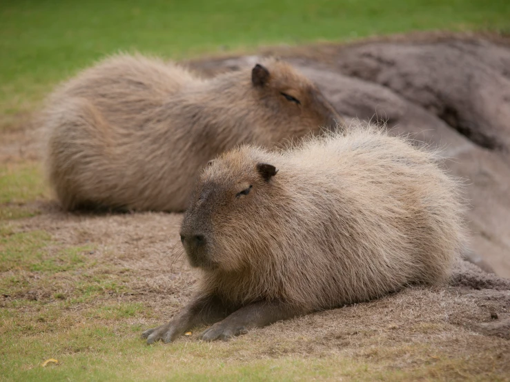 two large animal sitting in the dirt together